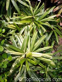 Variegated rhapis palm