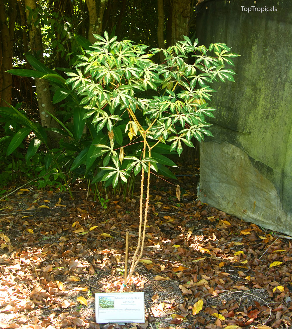 PeopleCats Garden - variegated manihot