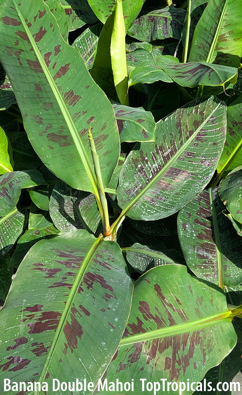 Banana Double Mahoi - leaves Banana Double Mahoi - leaves
