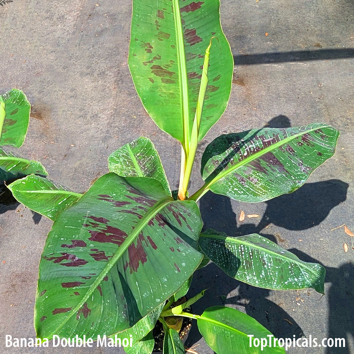 Banana Double Mahoi in 3 gal pot Banana Double Mahoi in 3 gal pot