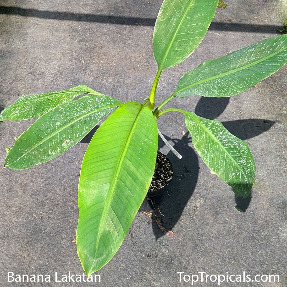 Banana Red Leaf Sumatriana in 3 gal pot Banana Lakatan in 3 gal pot
