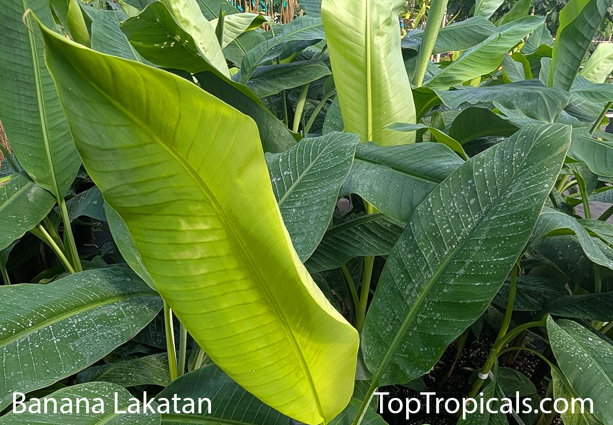 Banana Lakatan - leaves Banana Lakatan - leaves