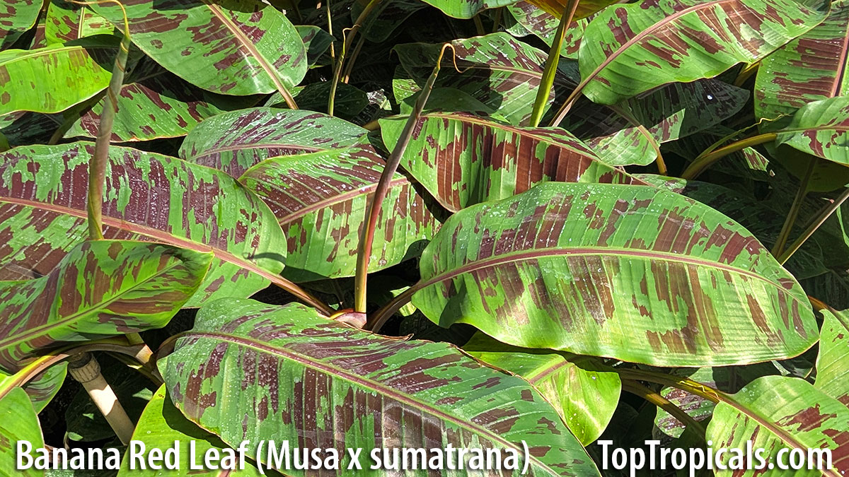 Banana Red Leaf Sumatriana - leaves Banana Red Leaf Sumatriana - leaves