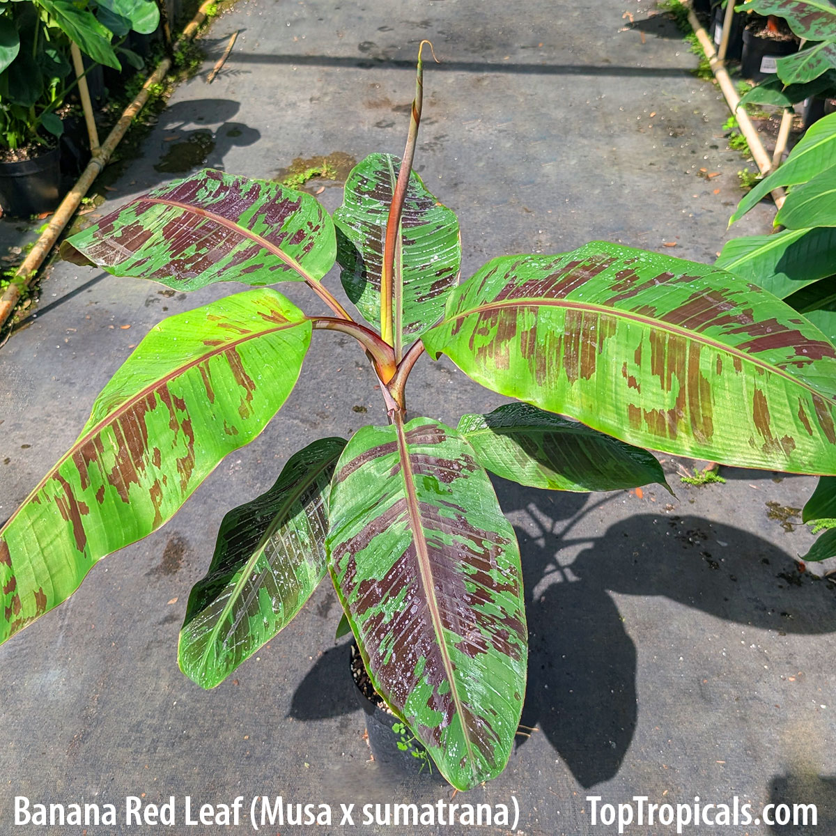 Banana Red Leaf Sumatriana in 3 gal pot Banana Red Leaf Sumatriana in 3 gal pot