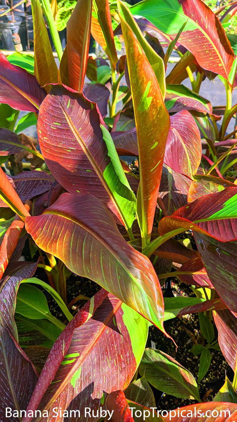 Banana Siam Ruby - leaves Banana Siam Ruby - leaves