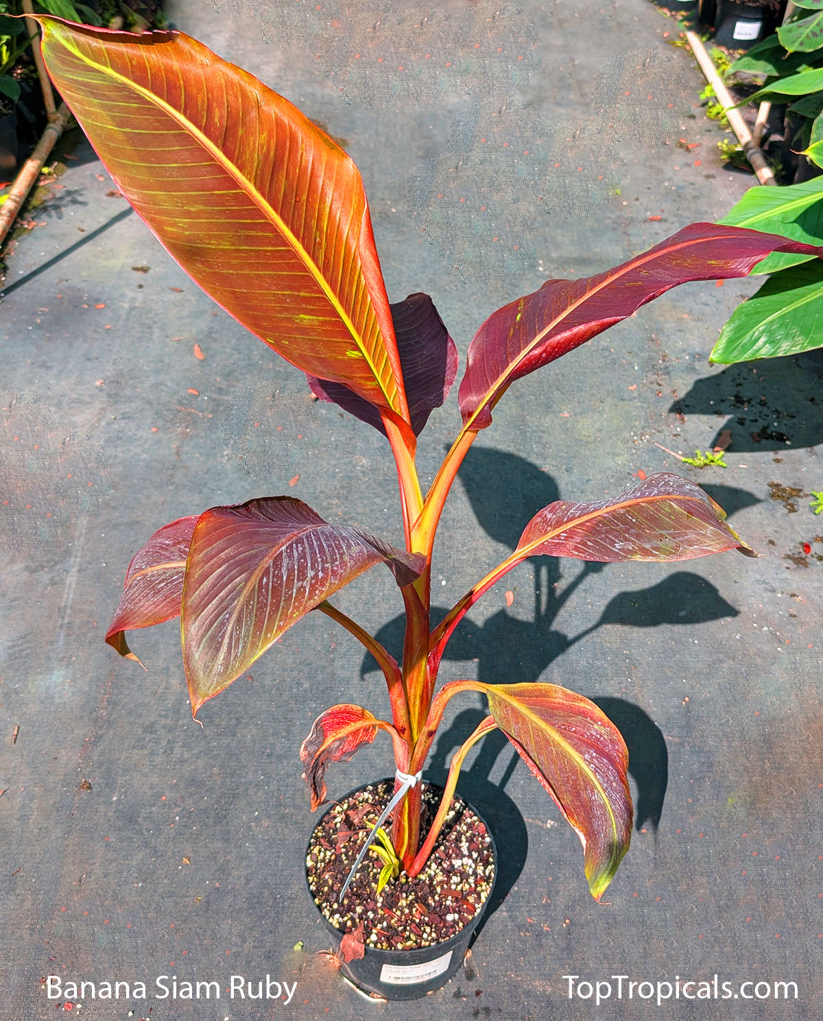 Banana Siam Ruby in 3 gal pot Banana Siam Ruby in 3 gal pot