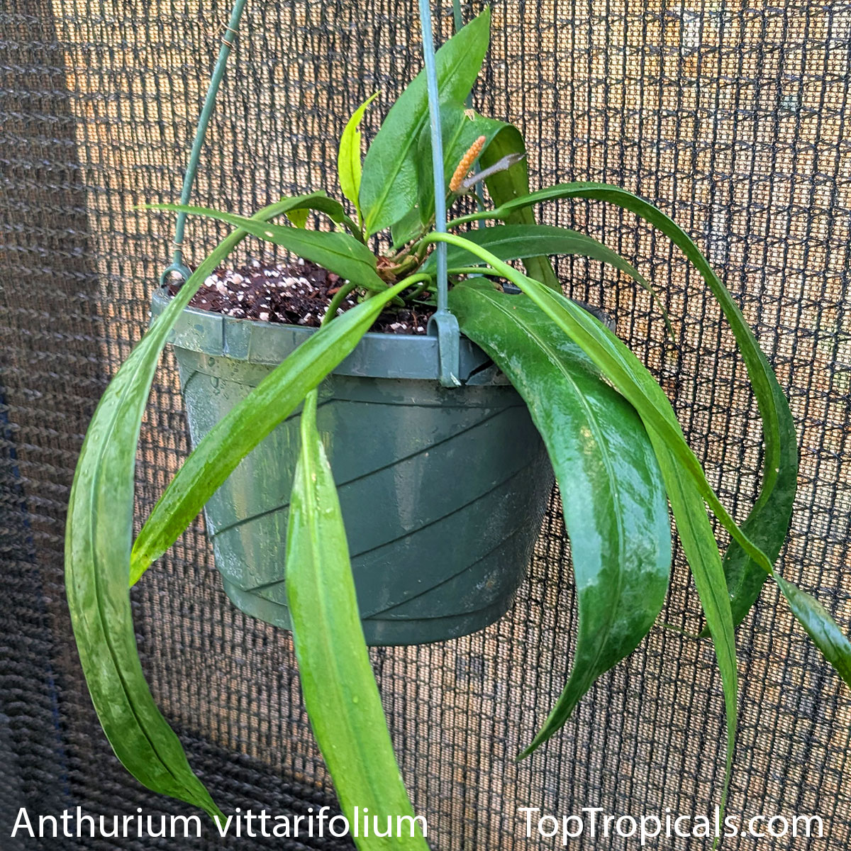 Anthurium vittarifolium in 1 gal pot Anthurium vittarifolium in 1 gal pot